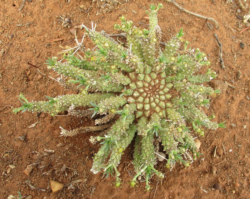 Euphorbia maleolens photo 6