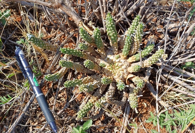 Euphorbia maleolens photo 7
