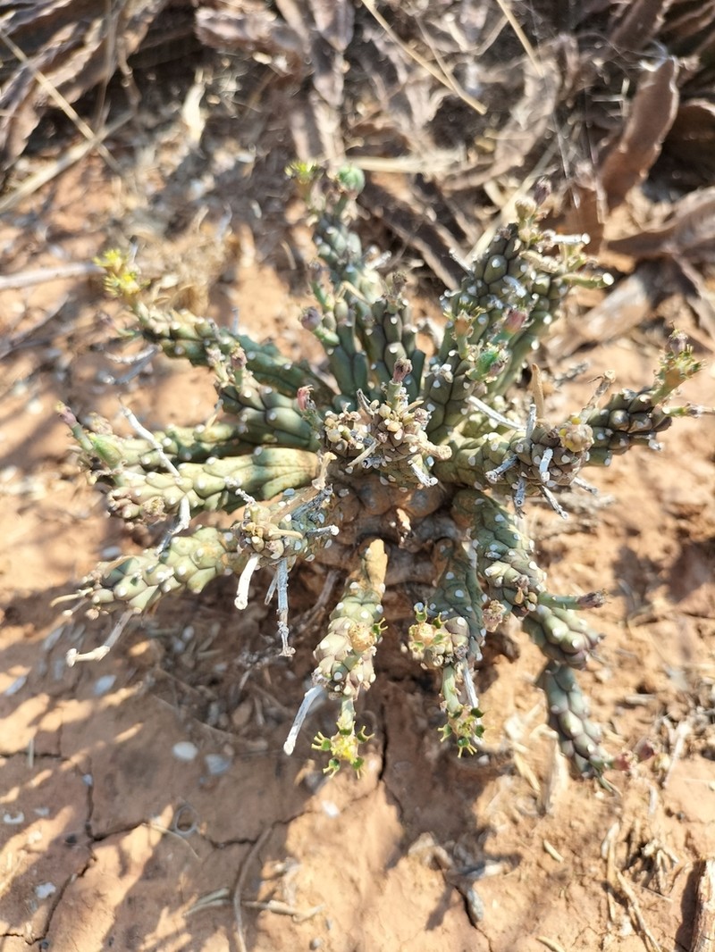 Euphorbia maleolens photo 8