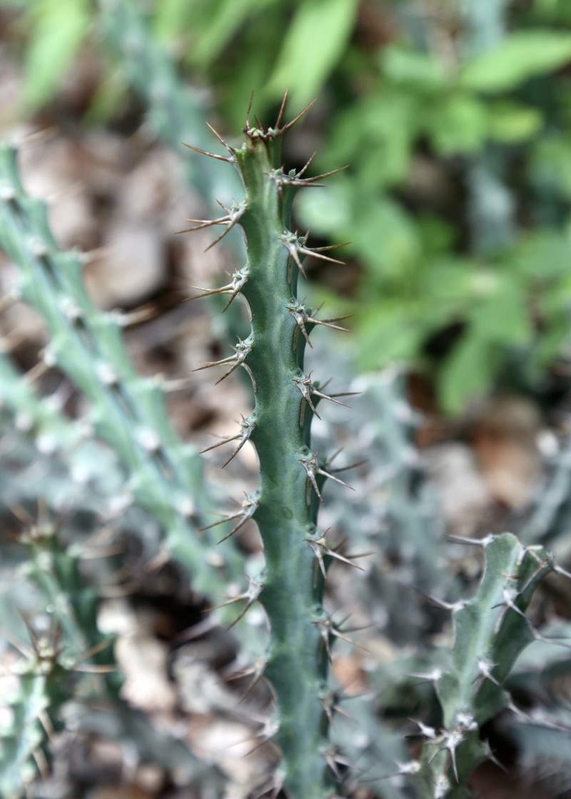 Euphorbia malevola