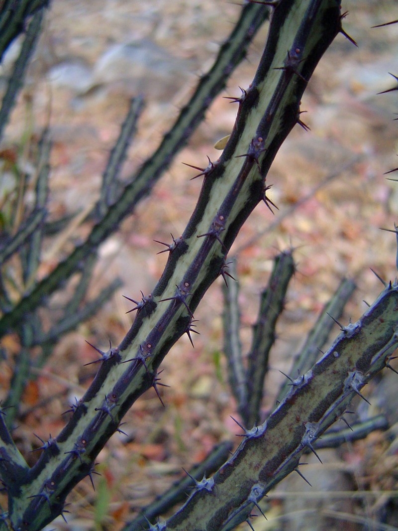 Euphorbia malevola photo 2