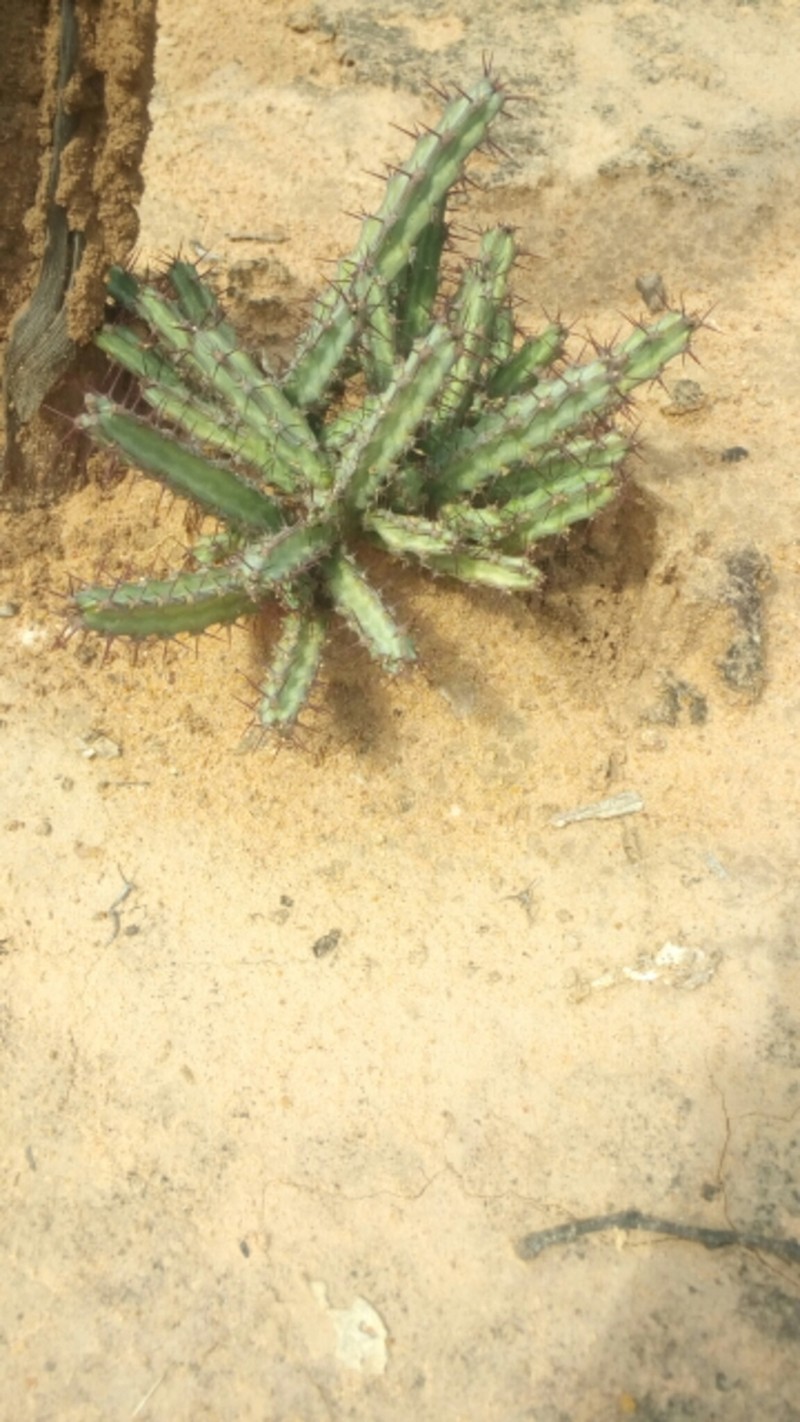 Euphorbia malevola photo 3