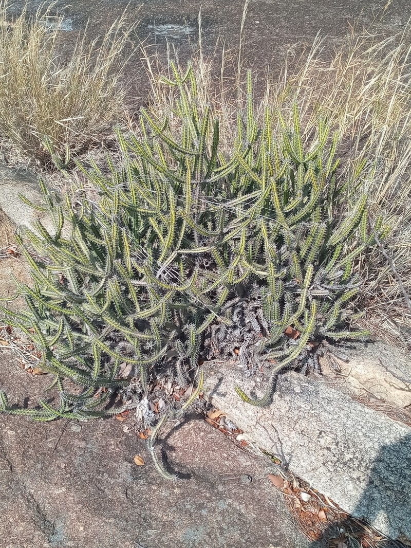 Euphorbia malevola photo 4