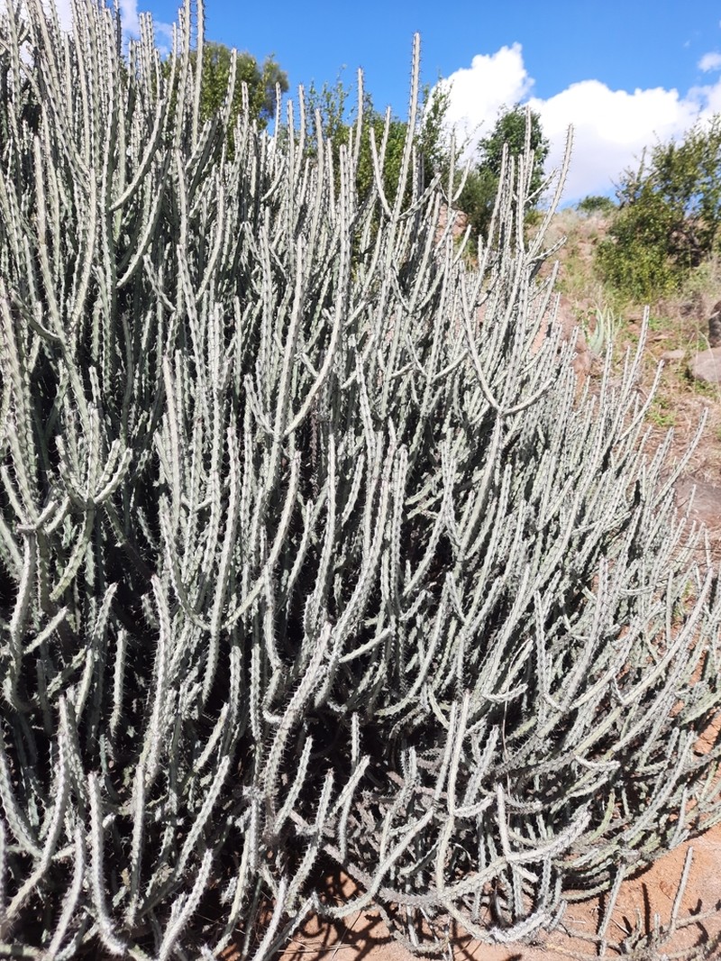 Euphorbia malevola photo 5