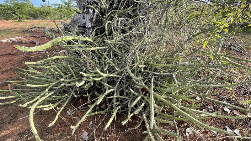 Euphorbia malevola photo 6