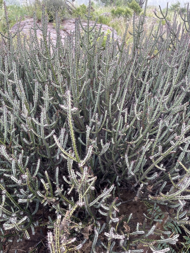 Euphorbia malevola photo 7