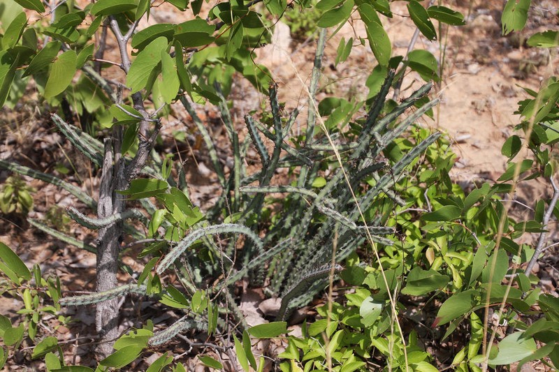 Euphorbia malevola photo 8