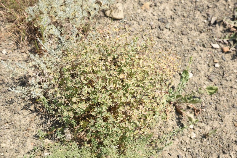 Euphorbia malleata