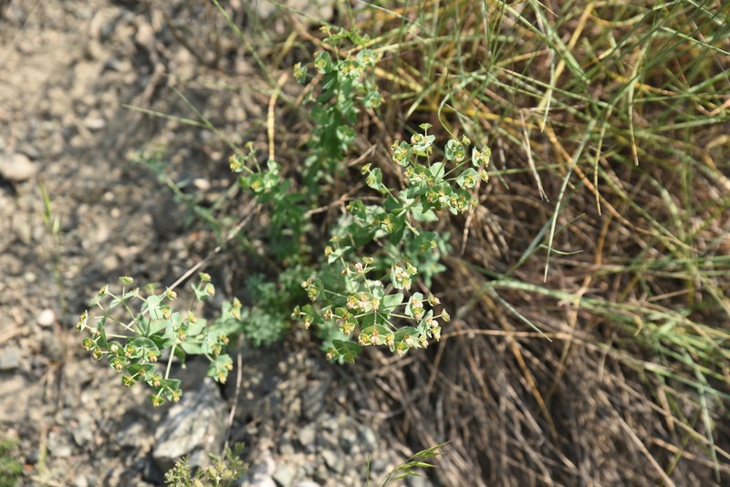 Euphorbia malleata photo 2