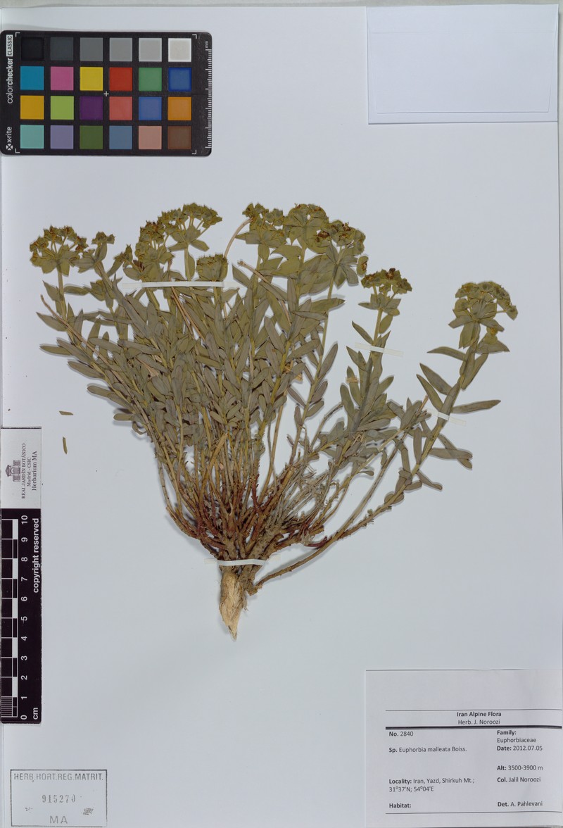 Euphorbia malleata photo 3