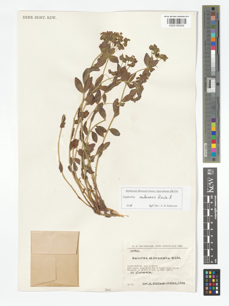 Euphorbia malurensis photo 2