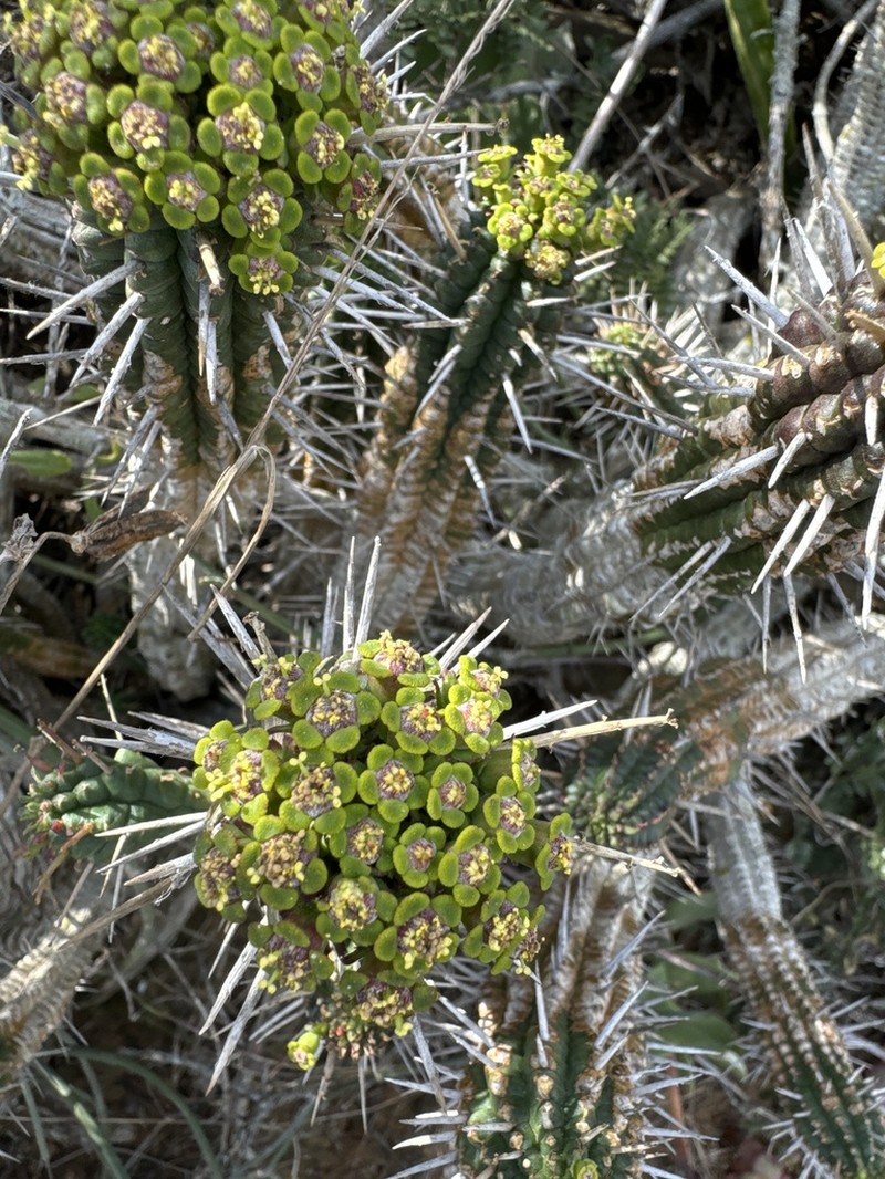 Euphorbia mammillaris photo 2