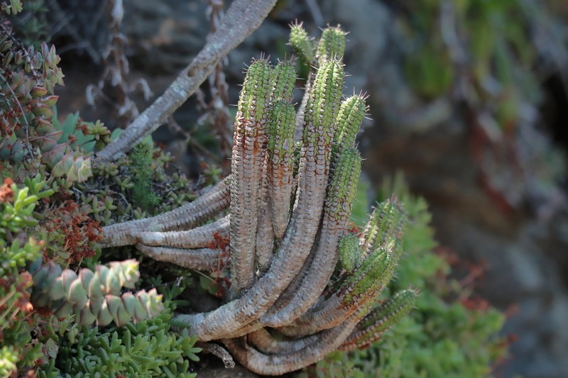 Euphorbia mammillaris photo 3
