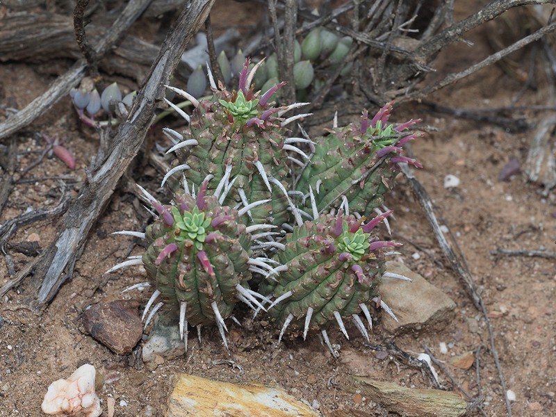 Euphorbia mammillaris photo 4
