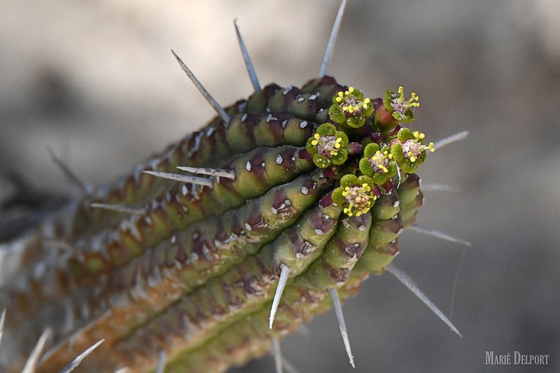 Euphorbia mammillaris photo 5