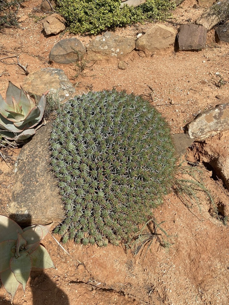 Euphorbia mammillaris photo 6
