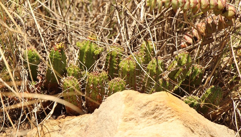 Euphorbia mammillaris photo 7