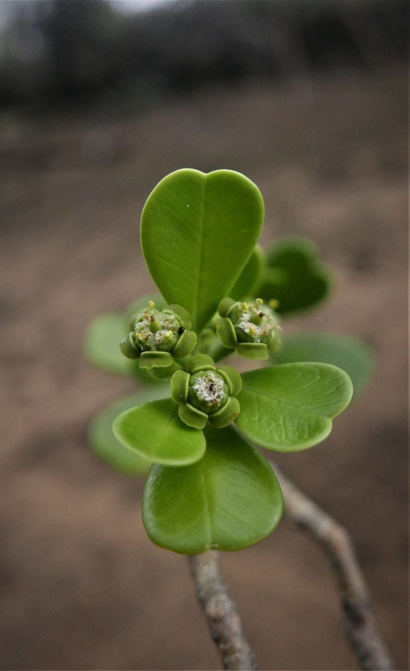 Euphorbia mandravioky photo 3