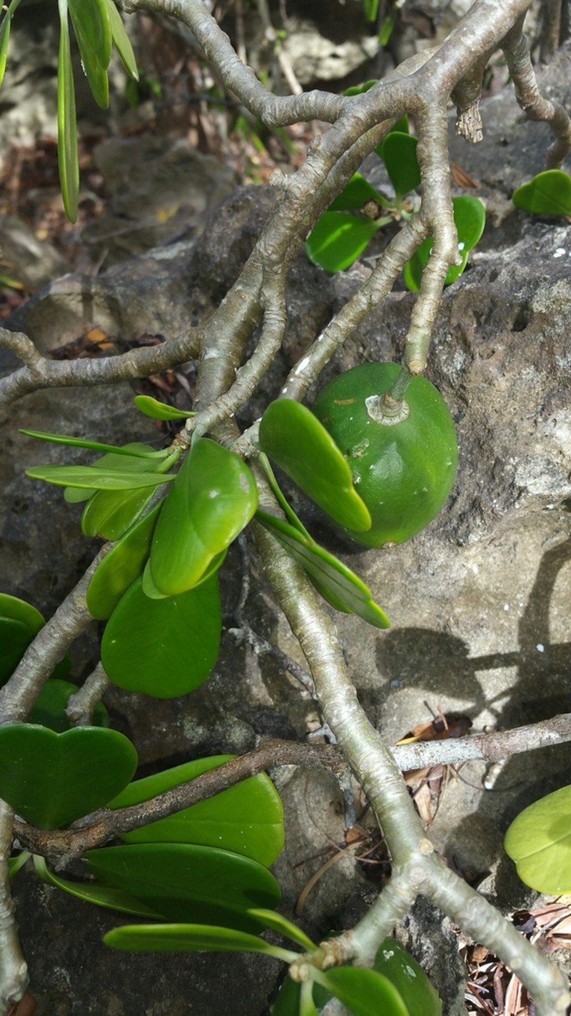 Euphorbia mandravioky photo 8