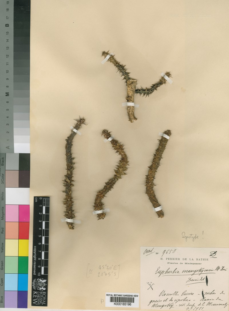 Euphorbia mangokyensis