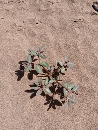 Euphorbia marayensis