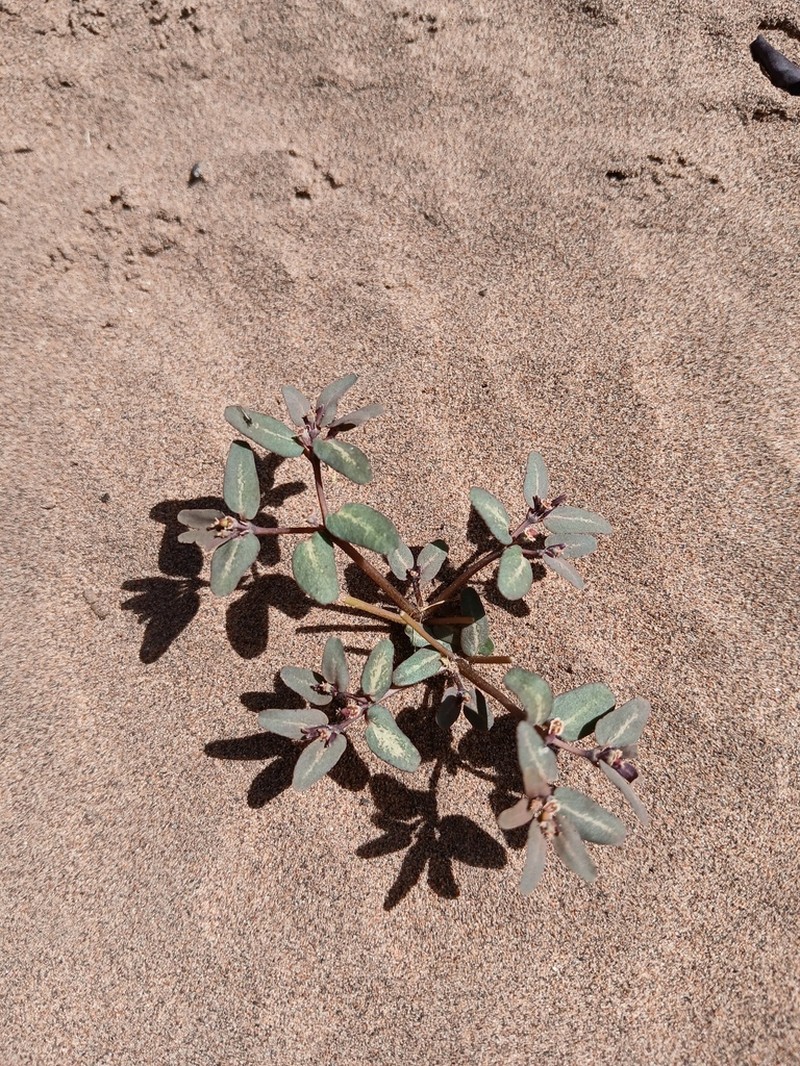 Euphorbia marayensis