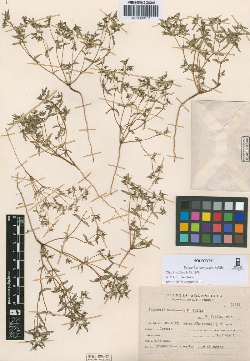 Euphorbia marayensis photo 2