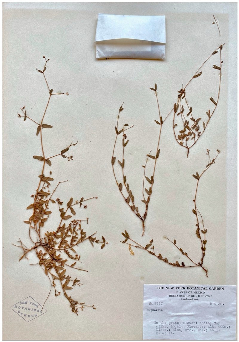 Euphorbia marciae