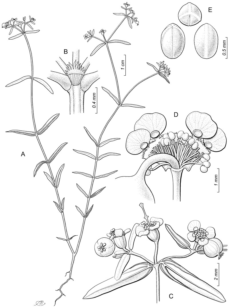 Euphorbia marciae photo 2