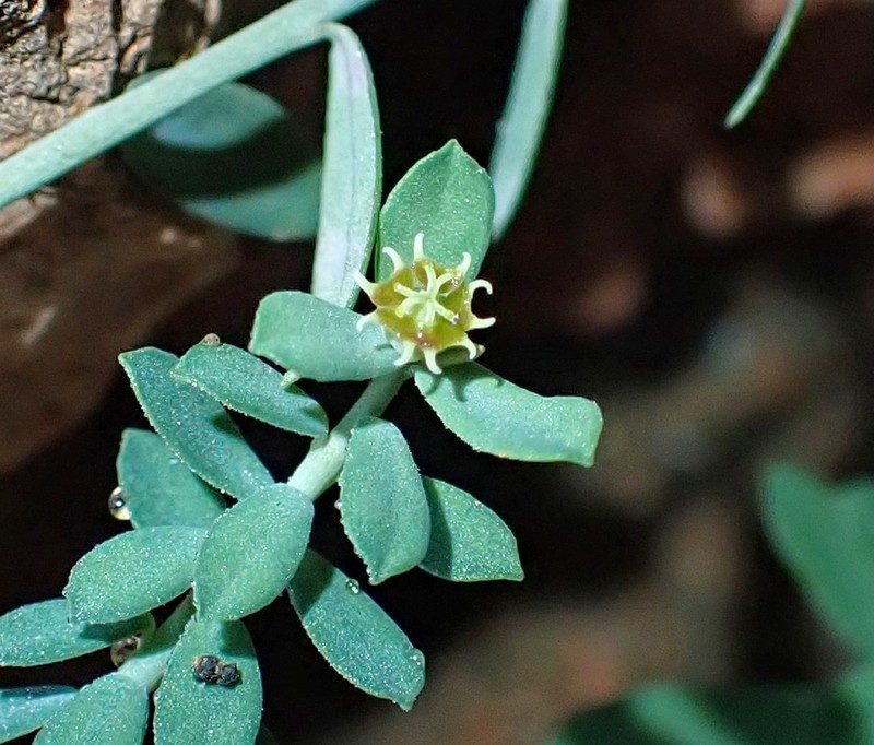 Euphorbia maresii