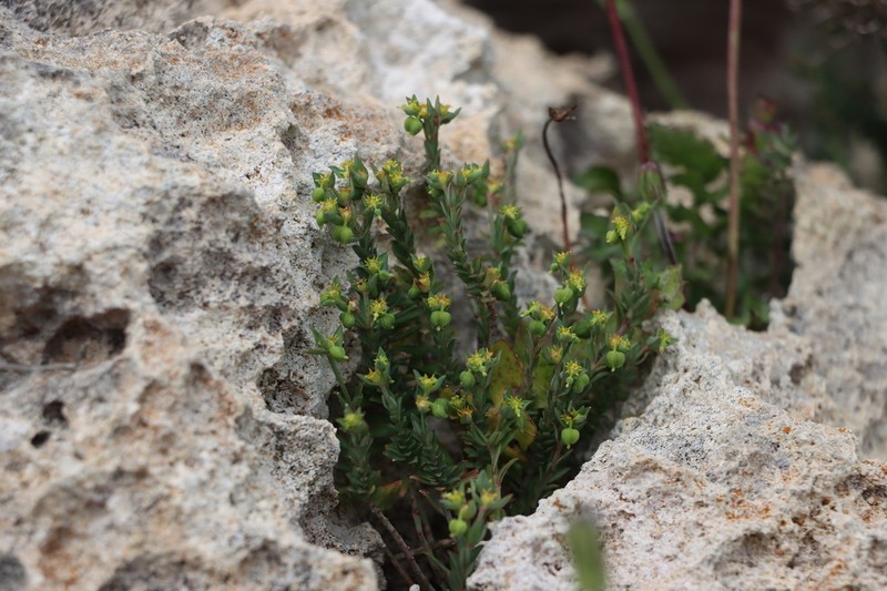 Euphorbia maresii photo 2
