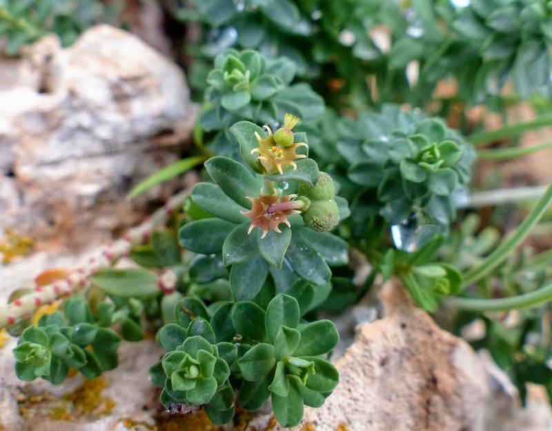 Euphorbia maresii photo 3