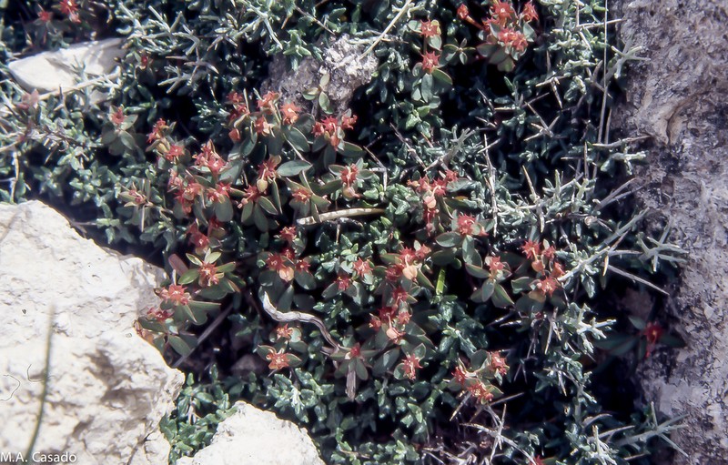Euphorbia maresii photo 4