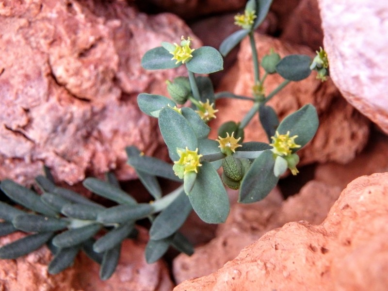 Euphorbia maresii photo 6