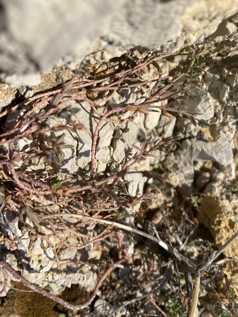Euphorbia maresii photo 7