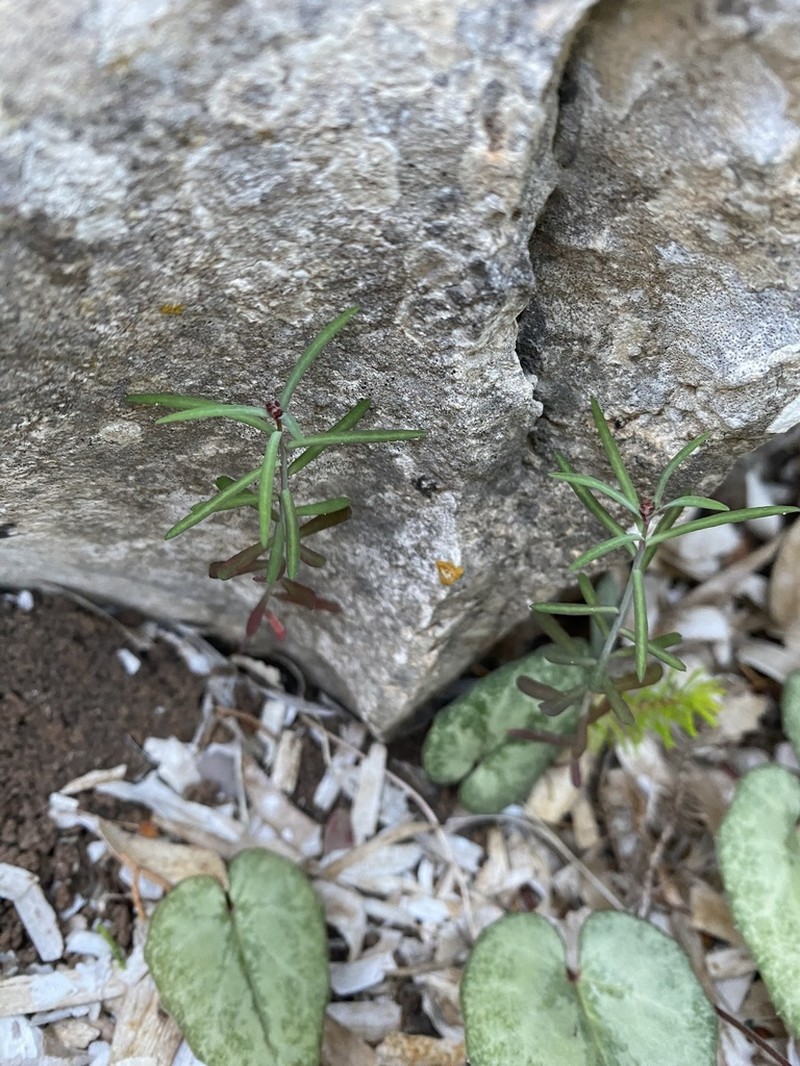 Euphorbia maresii photo 8