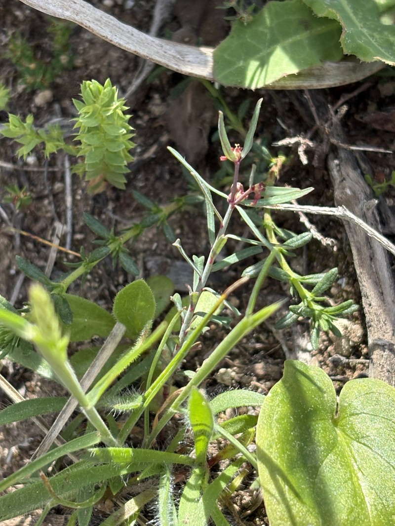 Euphorbia maresii subsp. maresii