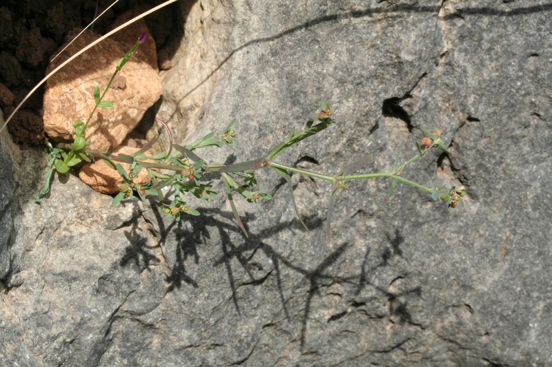 Euphorbia maresii subsp. maresii photo 2