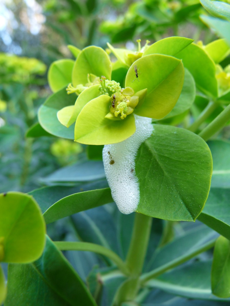 Euphorbia margalidiana