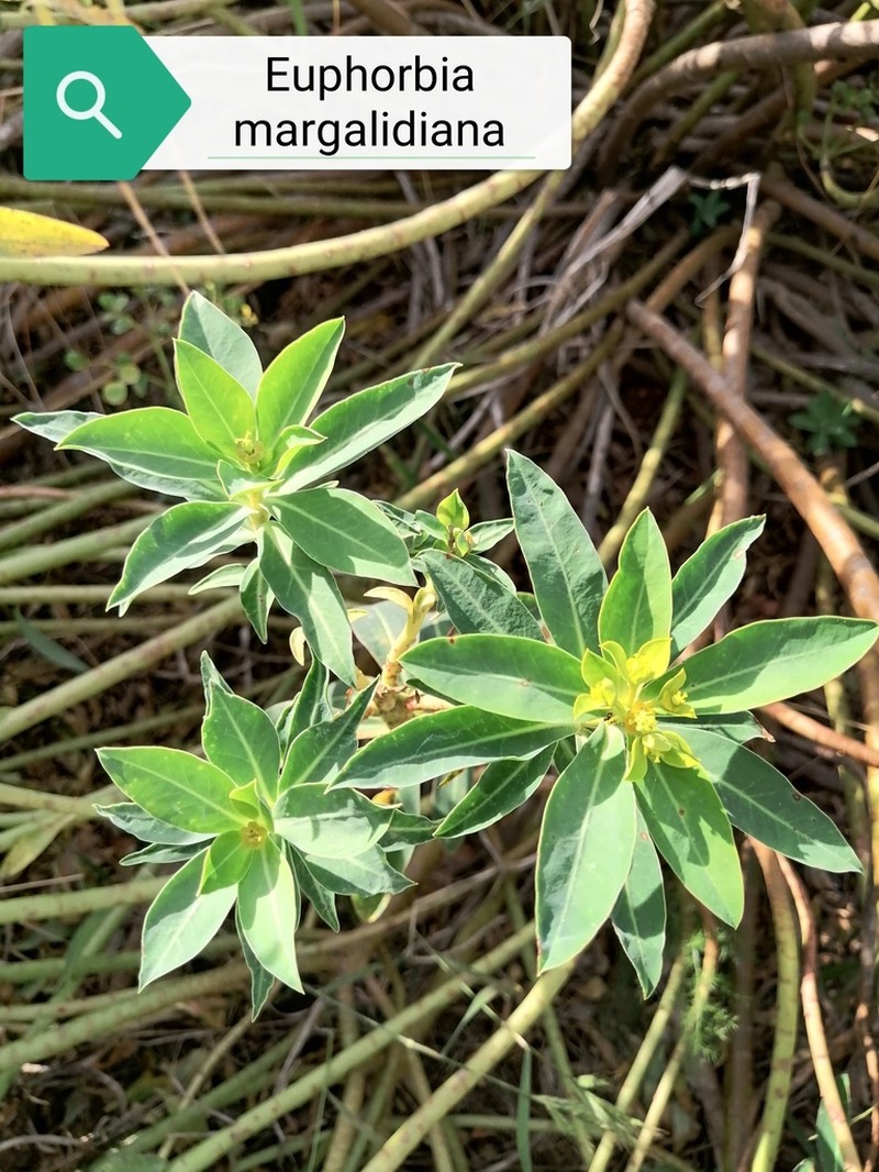 Euphorbia margalidiana photo 2