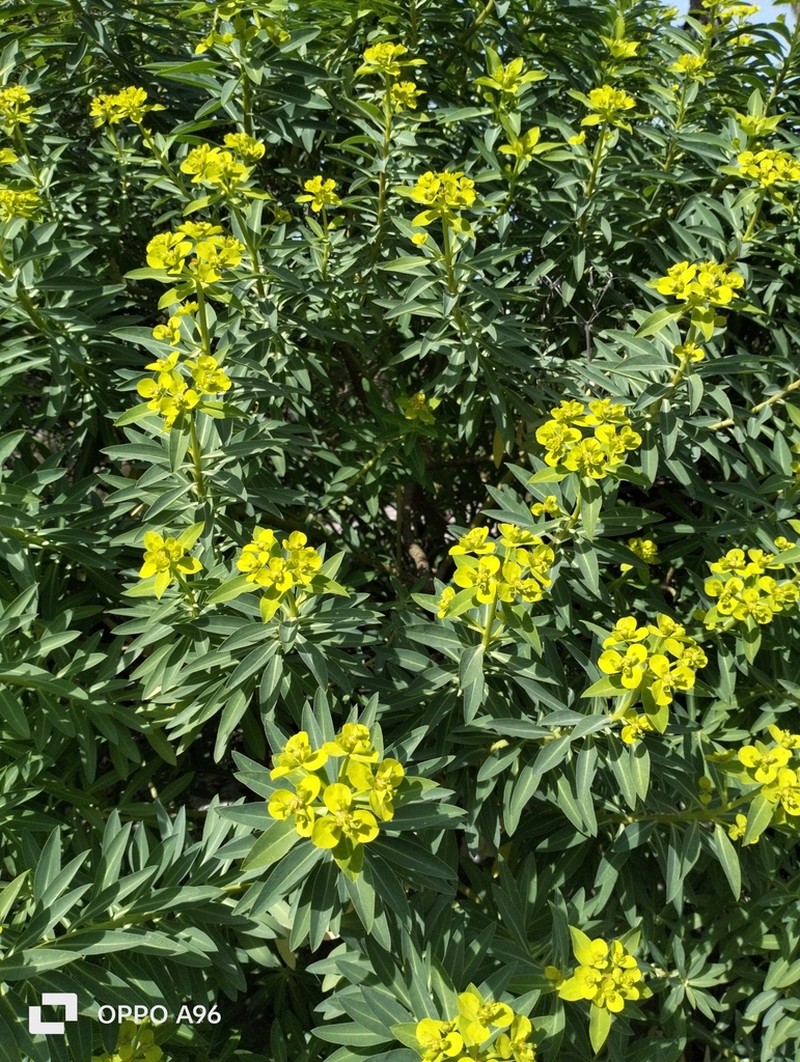Euphorbia margalidiana photo 3