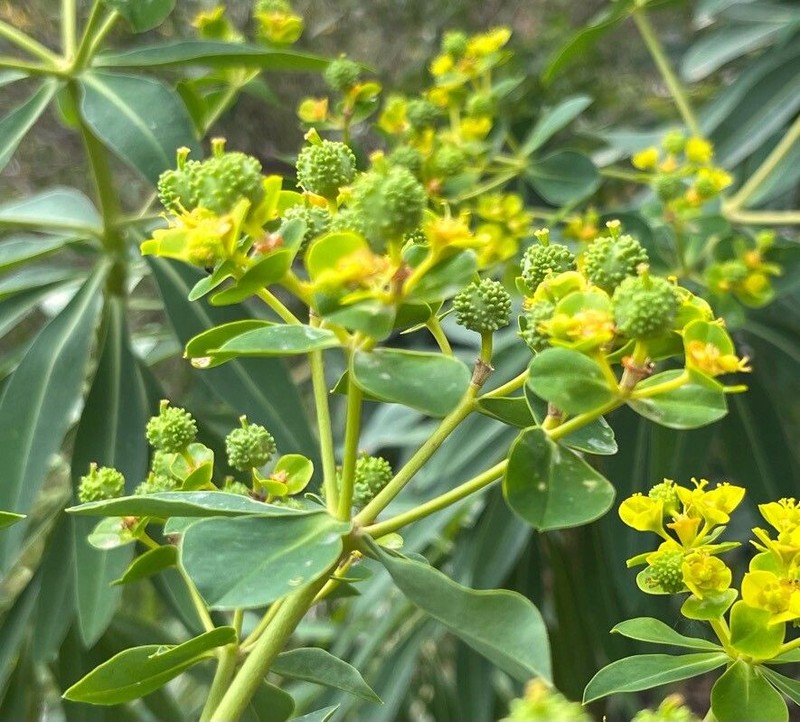 Euphorbia margalidiana photo 4