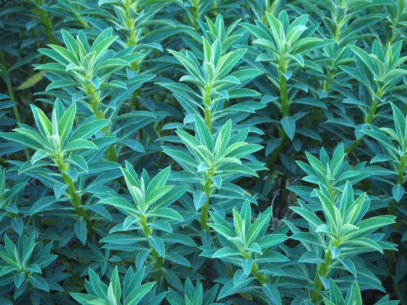 Euphorbia margalidiana photo 6