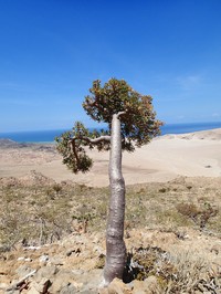 Euphorbia marie-cladieae