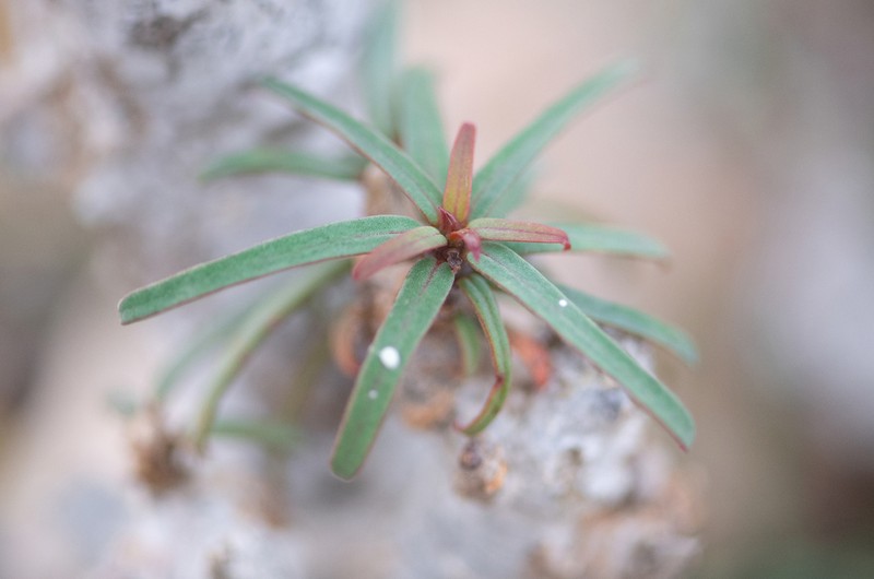 Euphorbia marie-cladieae photo 2