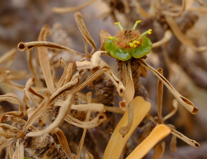 Euphorbia marie-cladieae photo 4