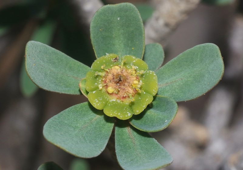 Euphorbia marie-cladieae photo 5