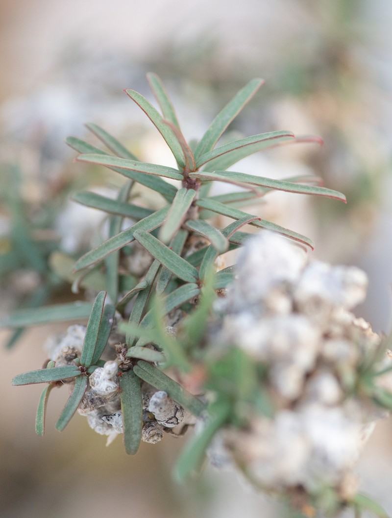 Euphorbia marie-cladieae photo 7