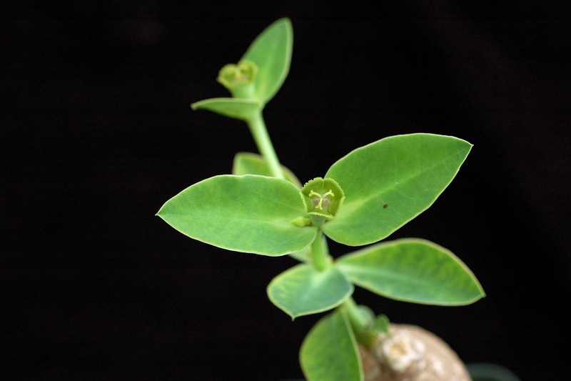 Euphorbia maritae