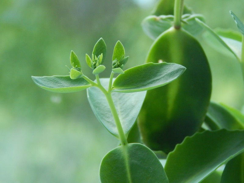 Euphorbia maritae photo 2